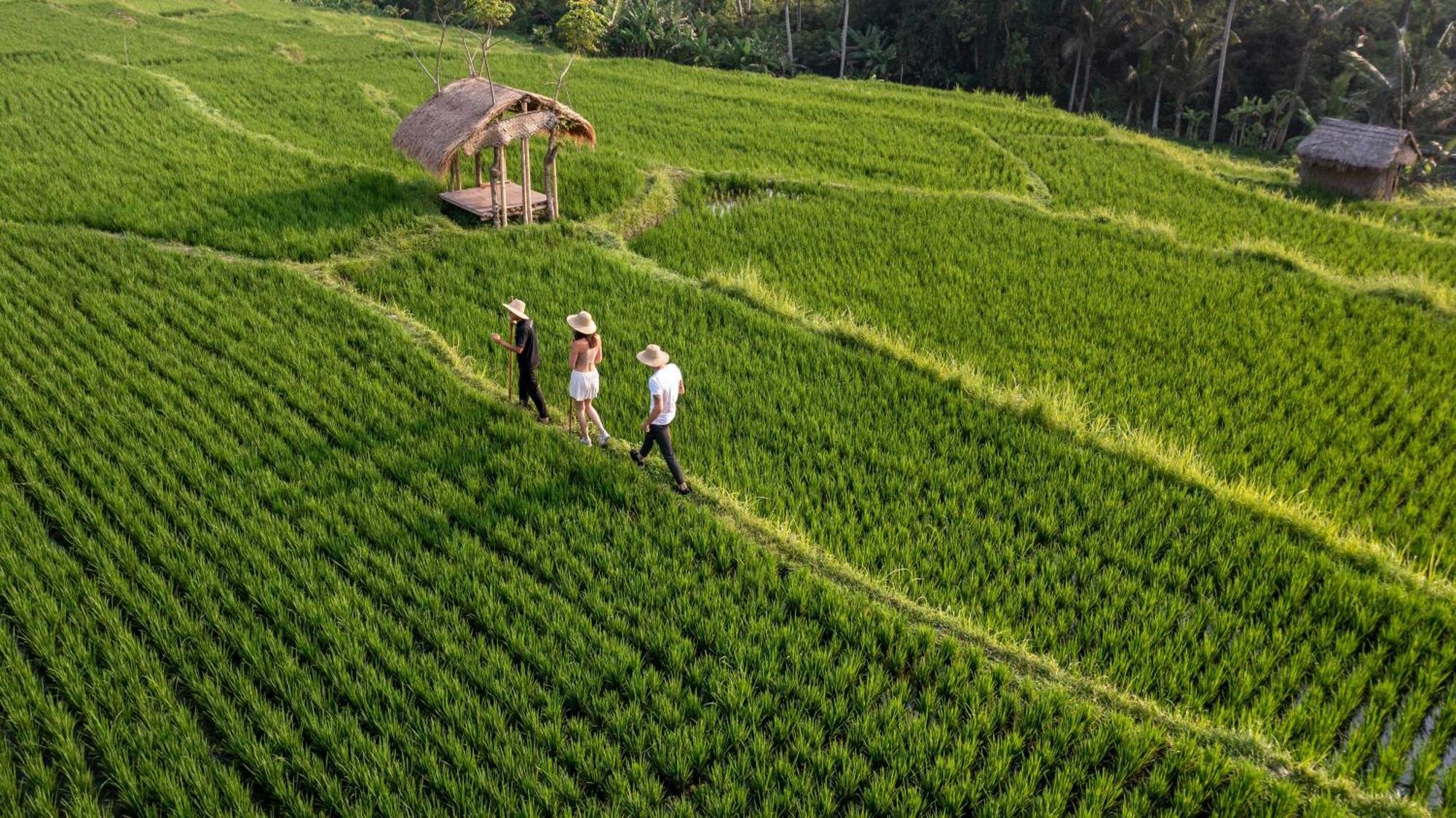 Ubud Nyuh Bali Resort & Spa Εξωτερικό φωτογραφία Rice fields in Chiang Mai, Thailand